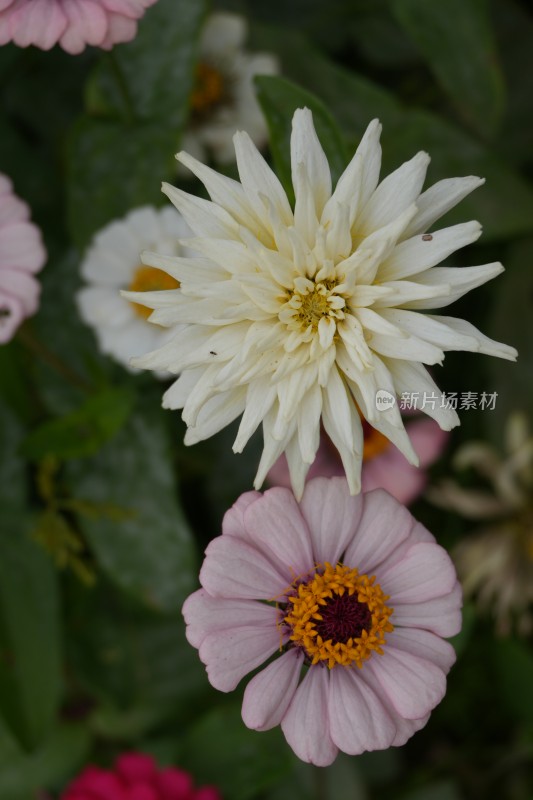 百日菊花海及特写