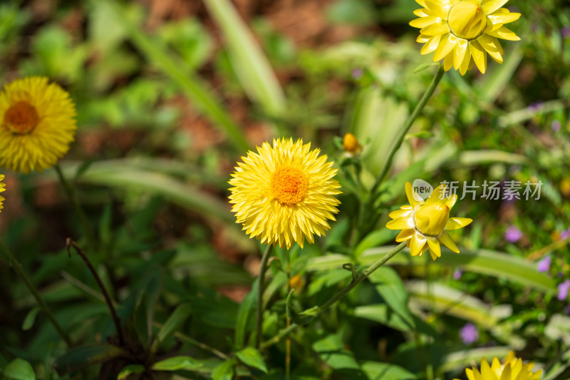 盛放的黄花蜡菊