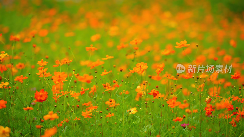 唯美格桑花花丛