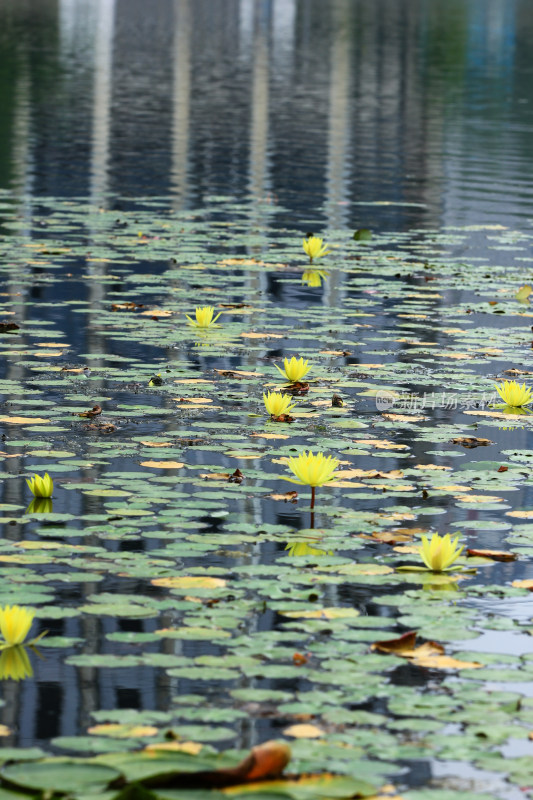 湖面的黄色莲花