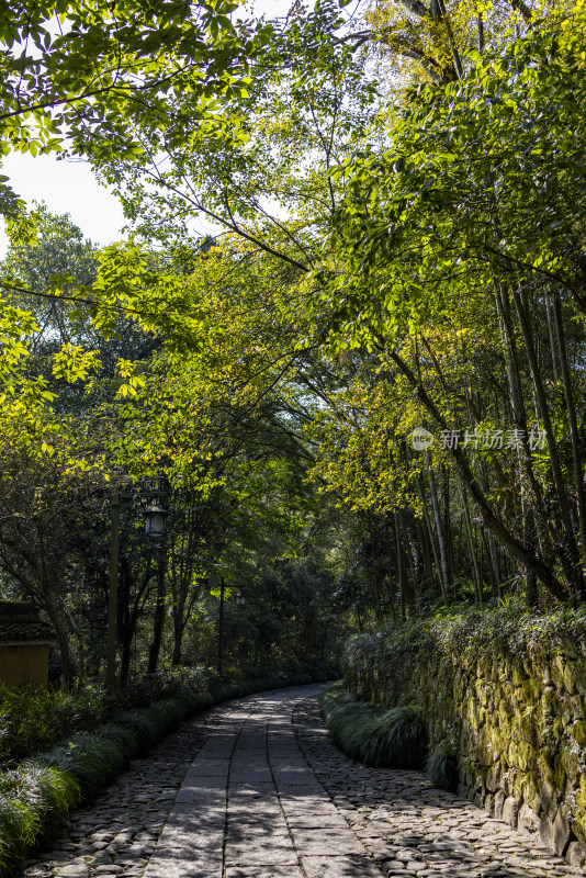 杭州西湖景区森林 林间小路 幽静唯美