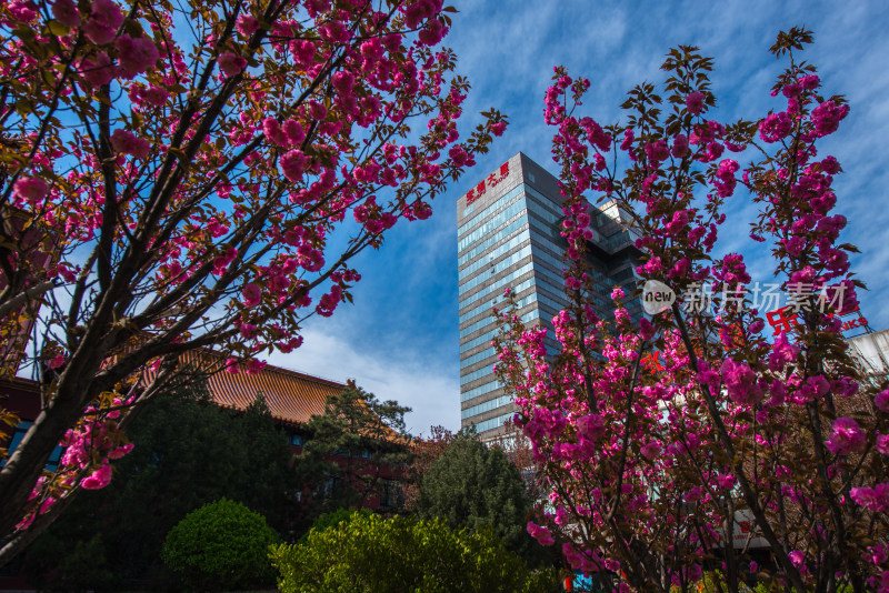 繁花盛开下的现代建筑景观