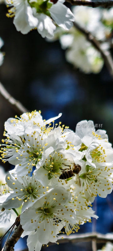 蜜蜂采蜜白色樱花特写