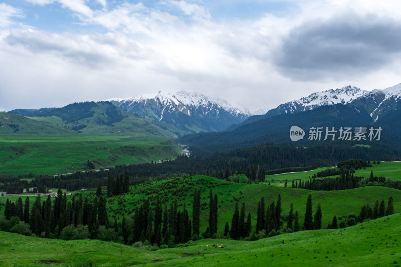 新疆伊犁恰西雪山森林草原风光