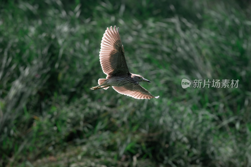 夜鹭（Nycticorax nycticorax）