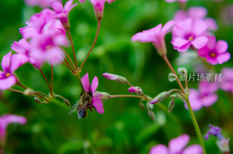 蜜蜂采蜜粉色小花特写