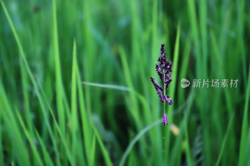 绿草紫实