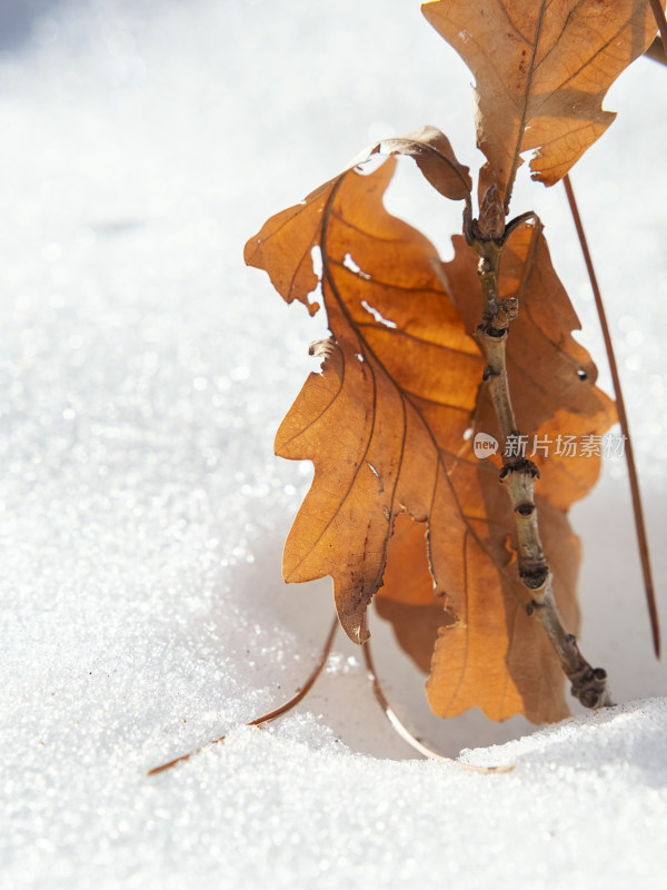 冬天雪地里的树叶