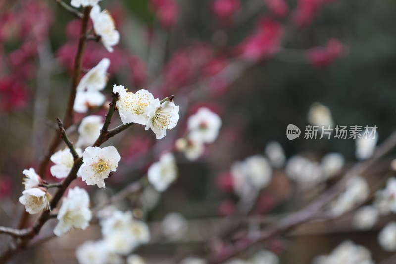 特写绽放的白色梅花