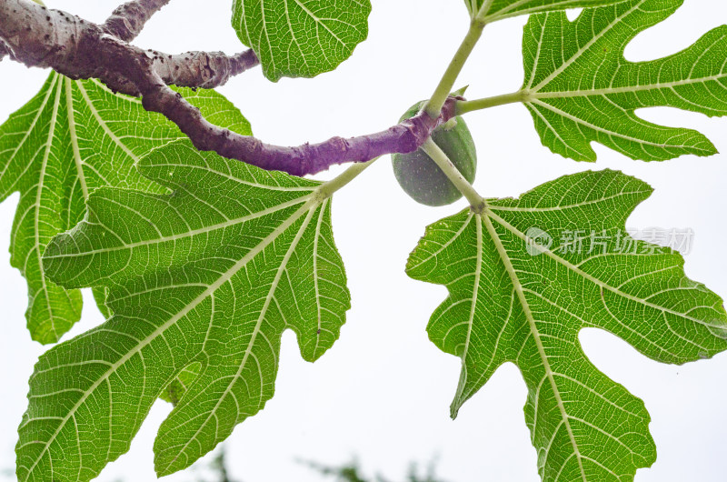 仰拍树上的无花果果实和树叶