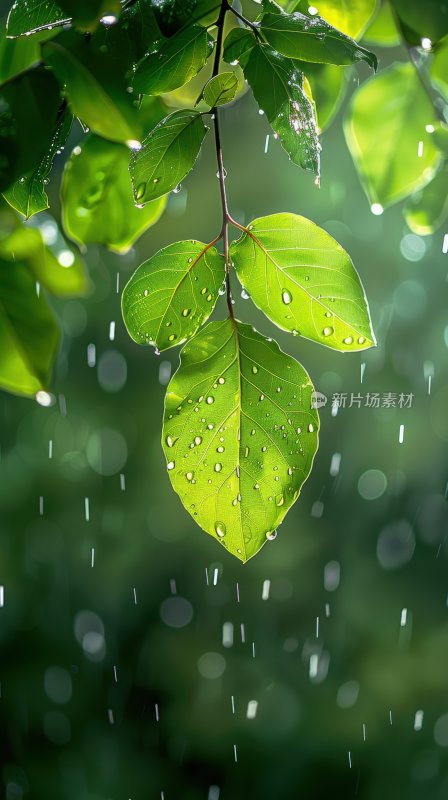 春雨植物绿叶绿色树叶小雨生态背景