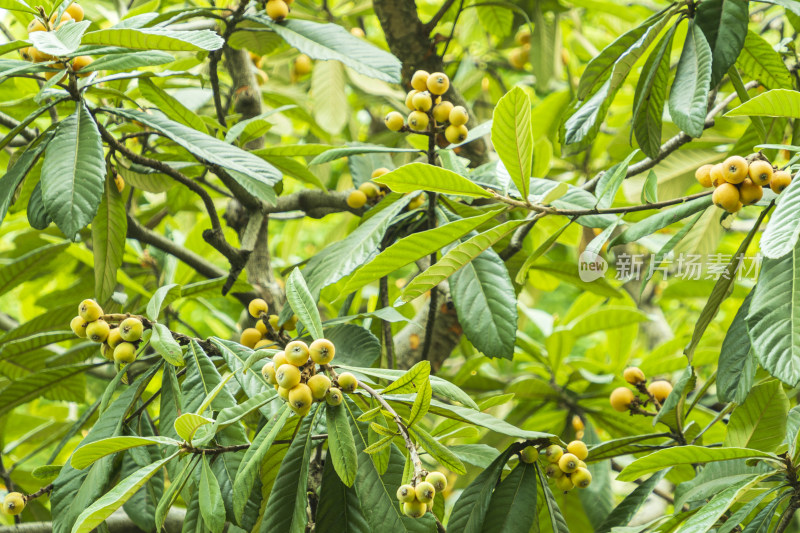 苏州园林留园，枇杷树枝头上挂满了枇杷果