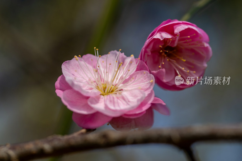 枝头绽放的梅花与含苞待放的花骨朵