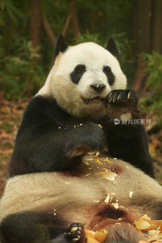 熊猫萌萌啃食竹叶的可爱模样