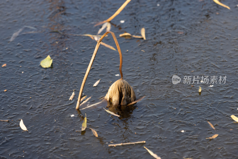 中国杭州西湖里的残荷和薄冰