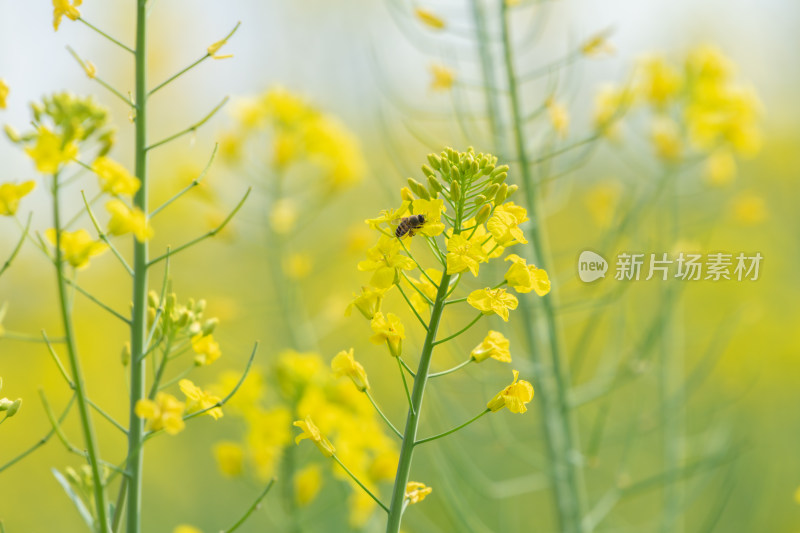 春天油菜花和蜜蜂