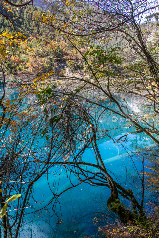 九寨沟秋色，平静蓝色水面与山林秋叶