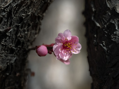 春暖花开粉红色梅花开放自然风景特写