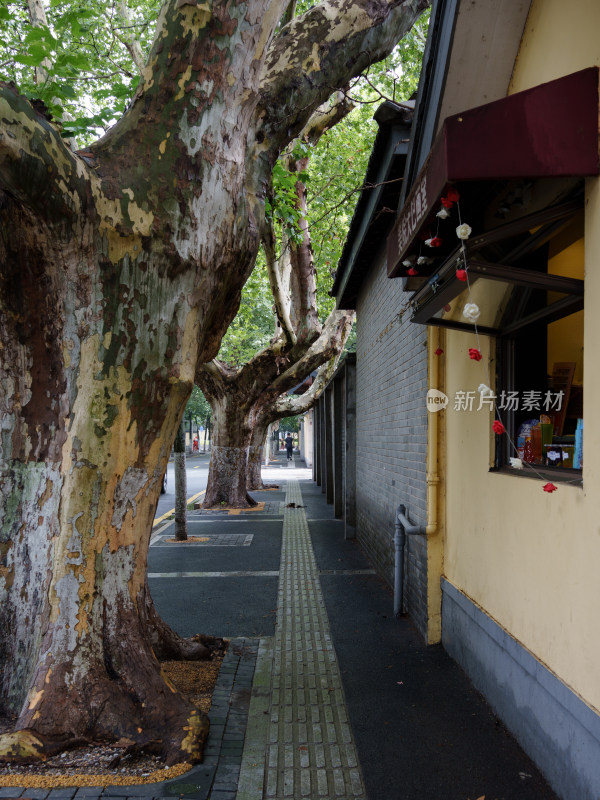 林荫道旁特色建筑景观