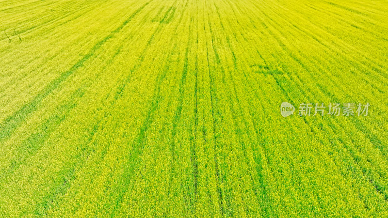 新疆伊犁生态农业油菜花田航拍