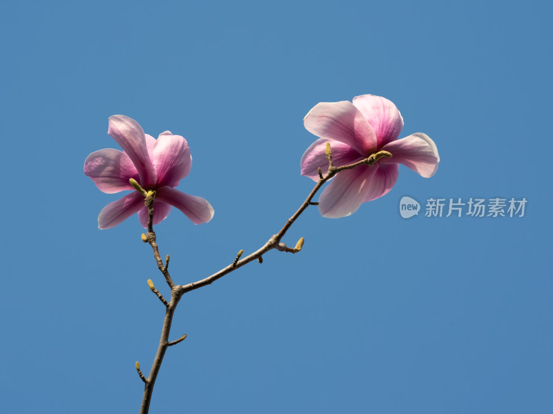 春天蓝色天空下粉红色玉兰花盛开自然风景