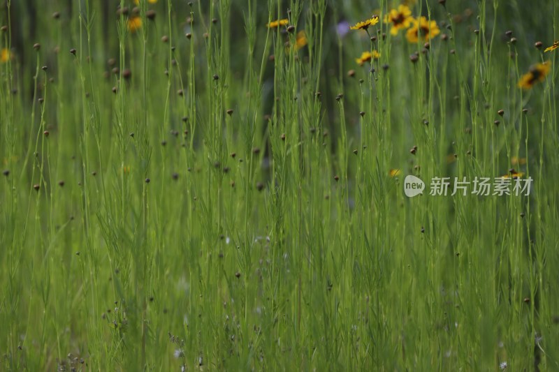 草地里的野花