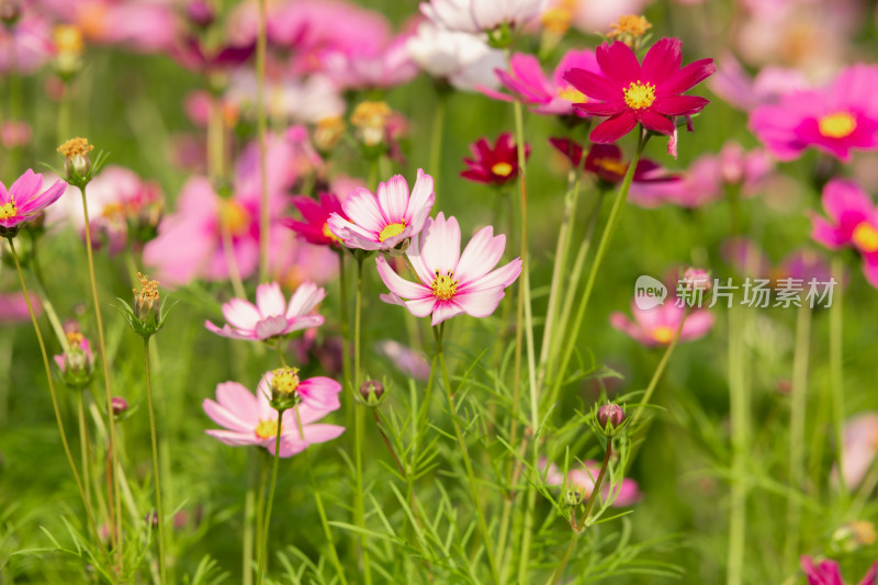 夕阳下的格桑花或波斯菊