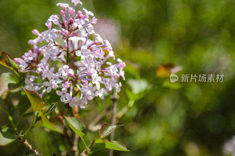 盛开的淡紫色丁香花特写