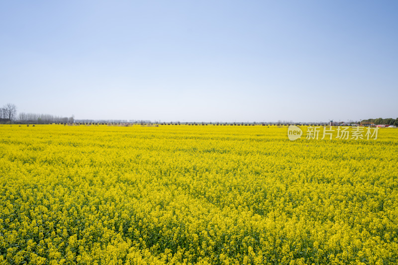 武汉第十届知音故里消泗油菜花花海