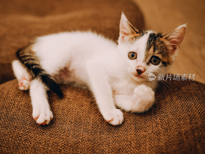 室内自在玩耍的三花小奶猫