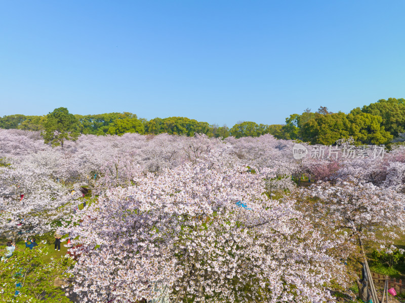 武汉东湖磨山樱花园樱花盛开