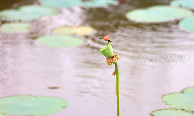 蜻蜓落枝头