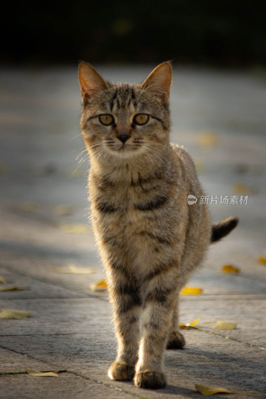 狸花猫的注视