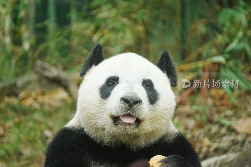 大熊猫坐着进食竹子