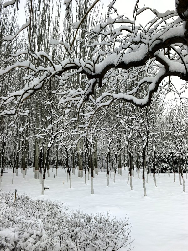 雪后树林银装素裹的冬季自然景观