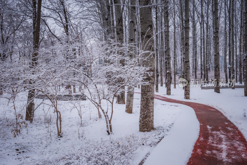 下雪了城市公园自然风景