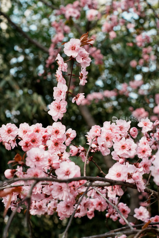 北京玉渊潭公园樱花节樱花