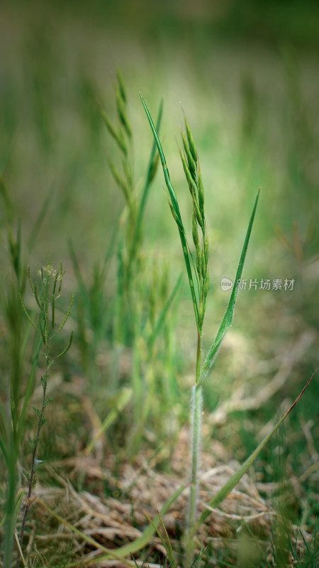 野花野草素材