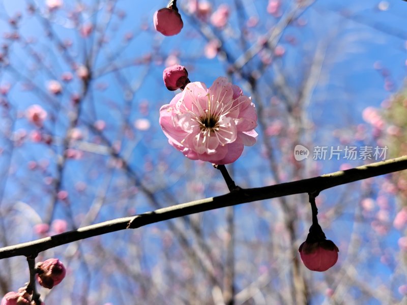 蓝天下盛开的梅花特写