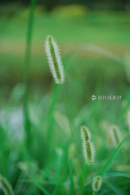 野草狗尾巴草