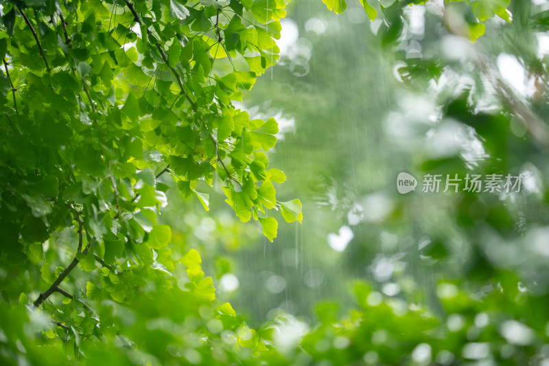 雨中银杏树枝头绿叶特写