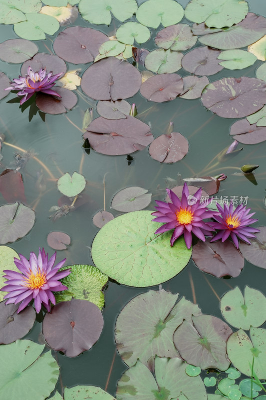 北京国家植物园睡莲