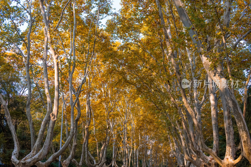 南京钟山风景名胜区梧桐大道秋景