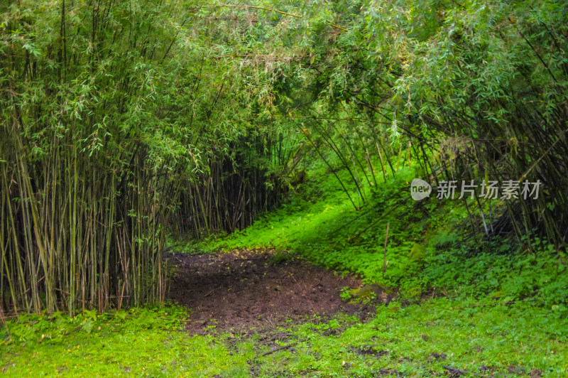 绿色原始森林风景