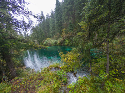 静谧的森林与湖景