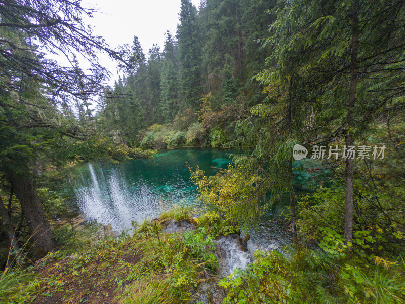 静谧的森林与湖景