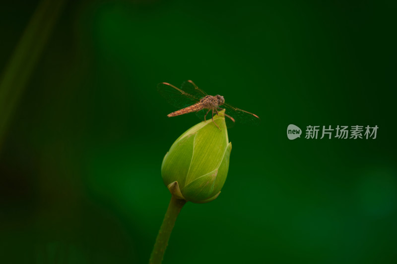 荷花苞上的蜻蜓