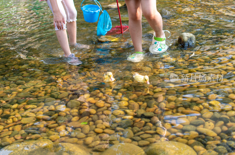 孩子们在布满石子的浅水中与小鸭嬉戏