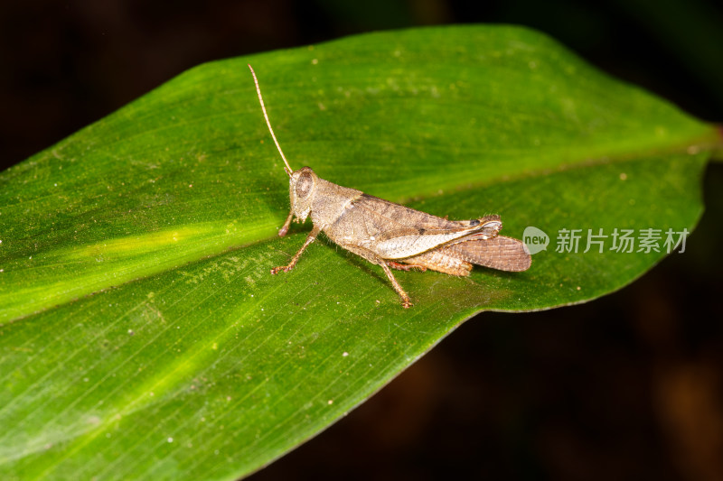 绿叶上的蝗虫特写