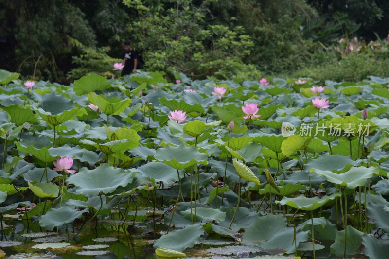 广东东莞：清溪公园荷花盛开